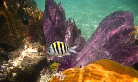 Dry Tortugas National Park Marine Wildlife Tourism