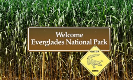 Everglades National Park- Information and Tips