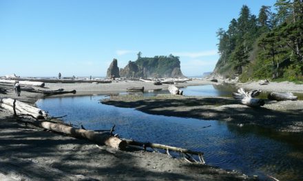 The Ultimate Wildlife Tour to Olympic National Park