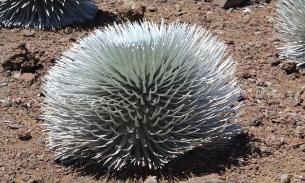 Haleakalā National Park- A Unique Beauty