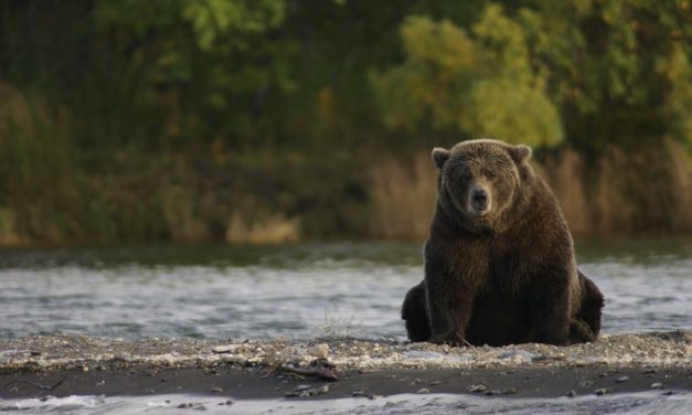 Katmai National Park