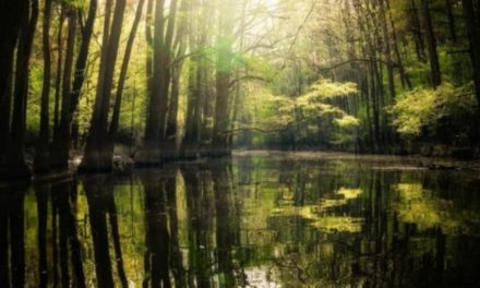 Congaree National Park: Information and Guide