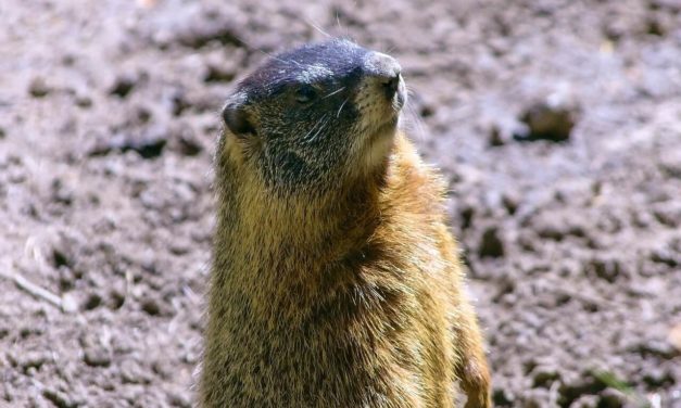 Grand Teton National Park Wildlife Tour