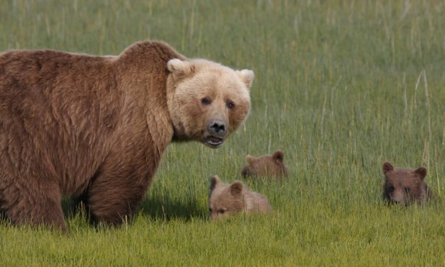 The Mesmerizing Beauty of Lake Clark National Park