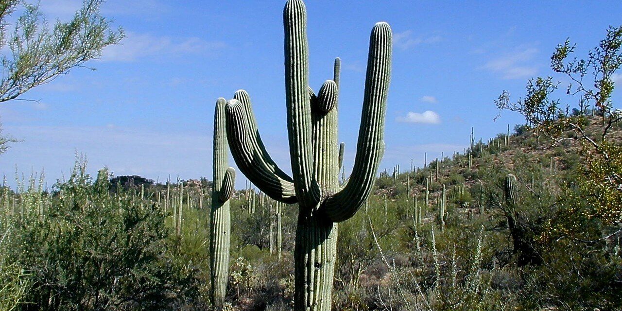 All About Saguaro National Park