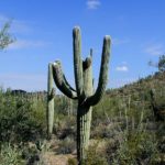 All About Saguaro National Park