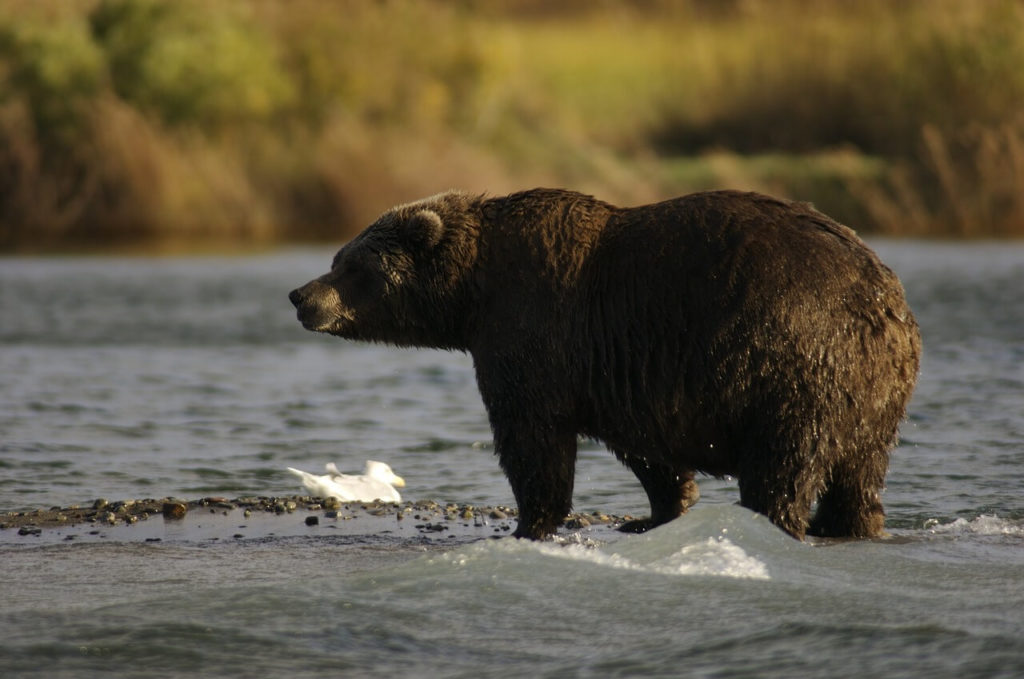 Brown Bear at Katmai National Park