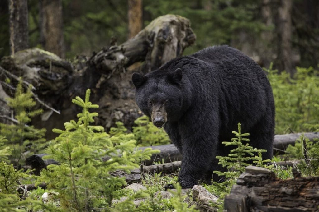 Wildlife at Great Smoky Mountains