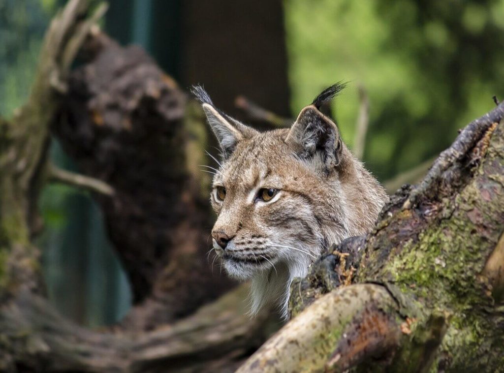 Bobcat Shenandoah National Park