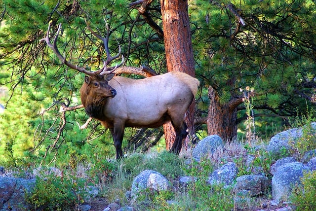 Wildlife watching at Rocky Mountain