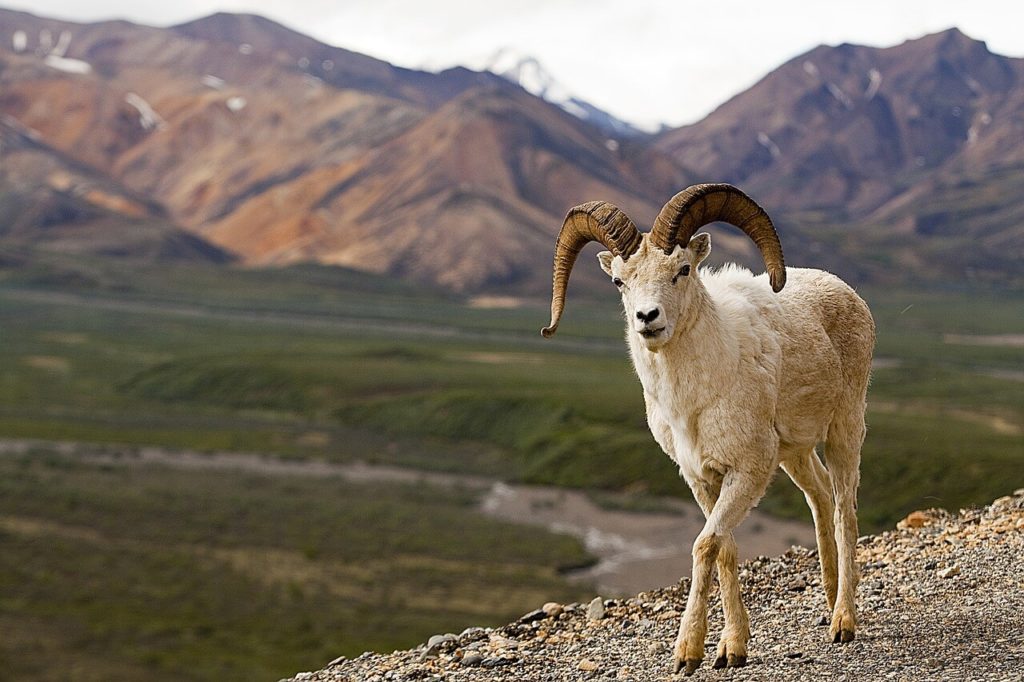 Dall Sheep Denali