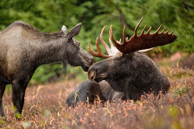 Moose watching at Yellowstone National Park