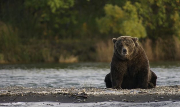 Best National Parks for spotting Wildlife in USA