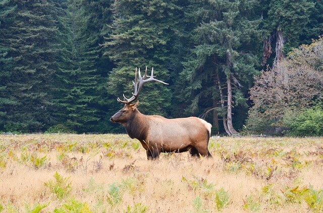 Roosevelt Elk Olympic National Park