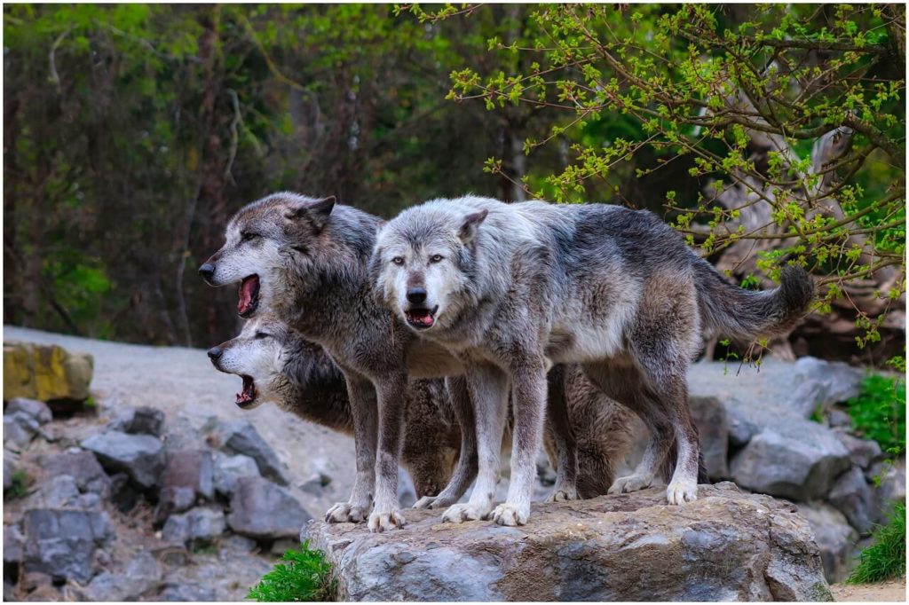 Wildlife Isle Royale National Park