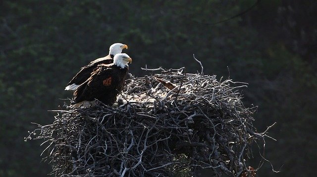 Bald Eagle Channel Island