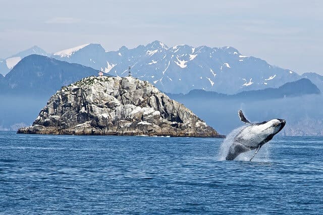 humpback whales glacier bay