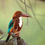 Top 5 Destinations for Birding in India