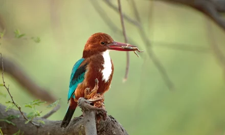 Top 5 Destinations for Birding in India