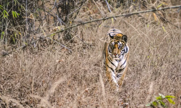 Top 10 Tiger Safari Parks in India