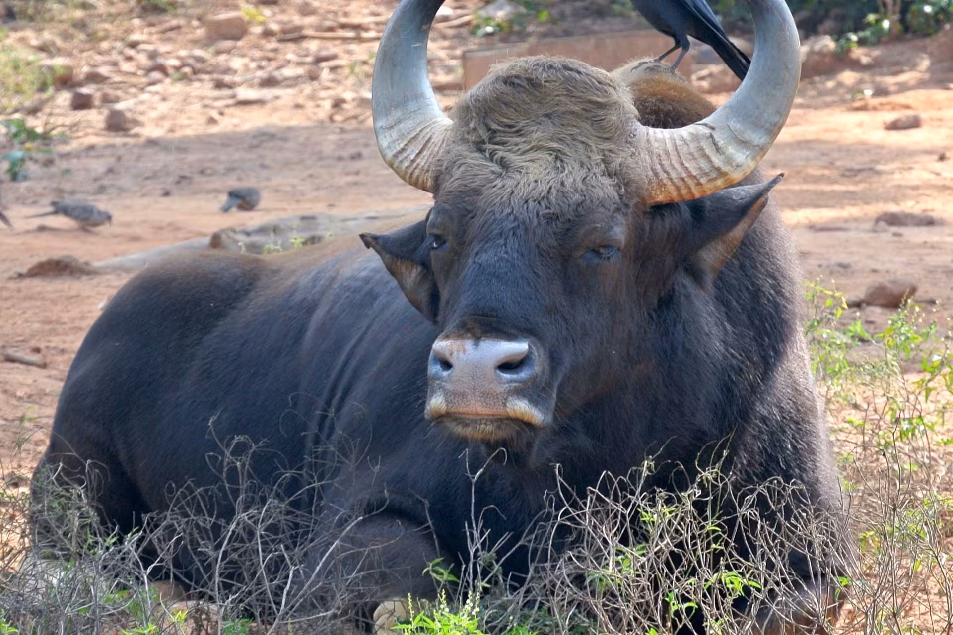 Pench National Park Gaur