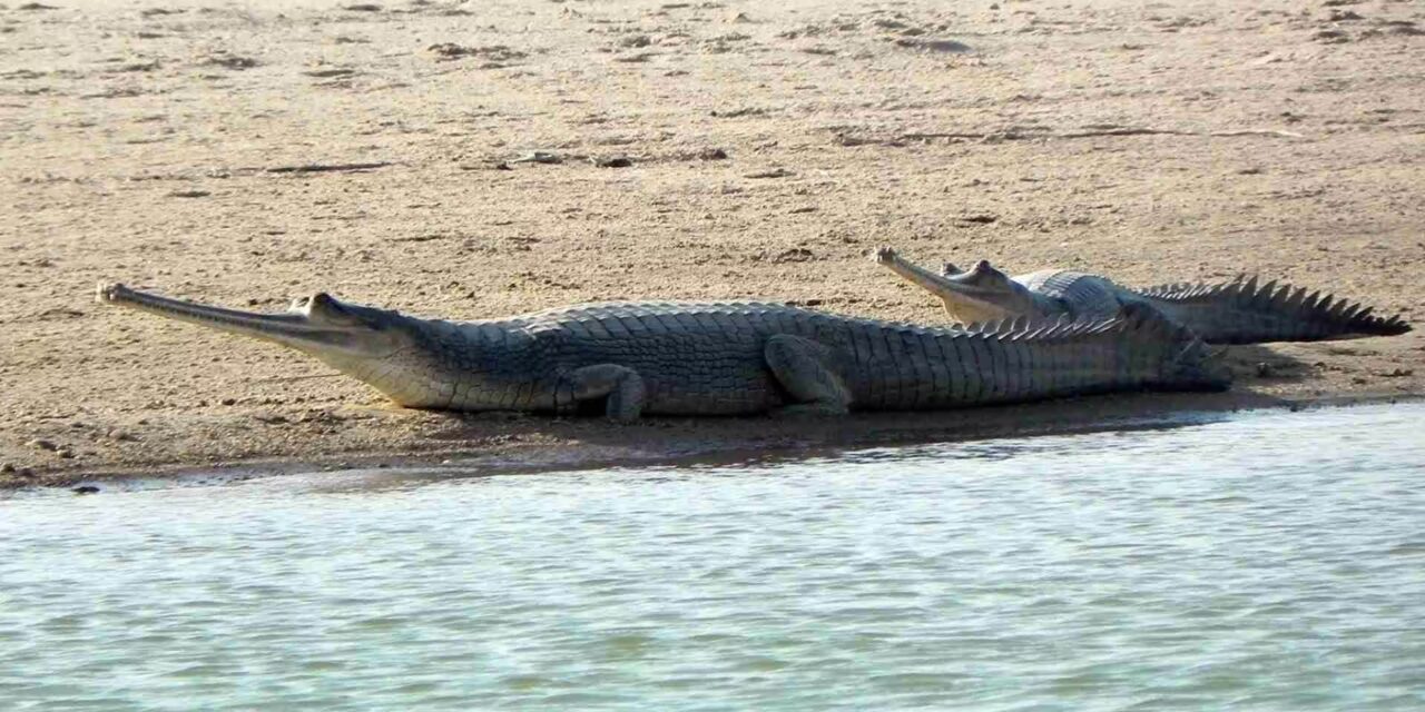 Jim Corbett National Park