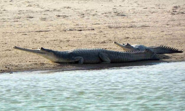 Jim Corbett National Park