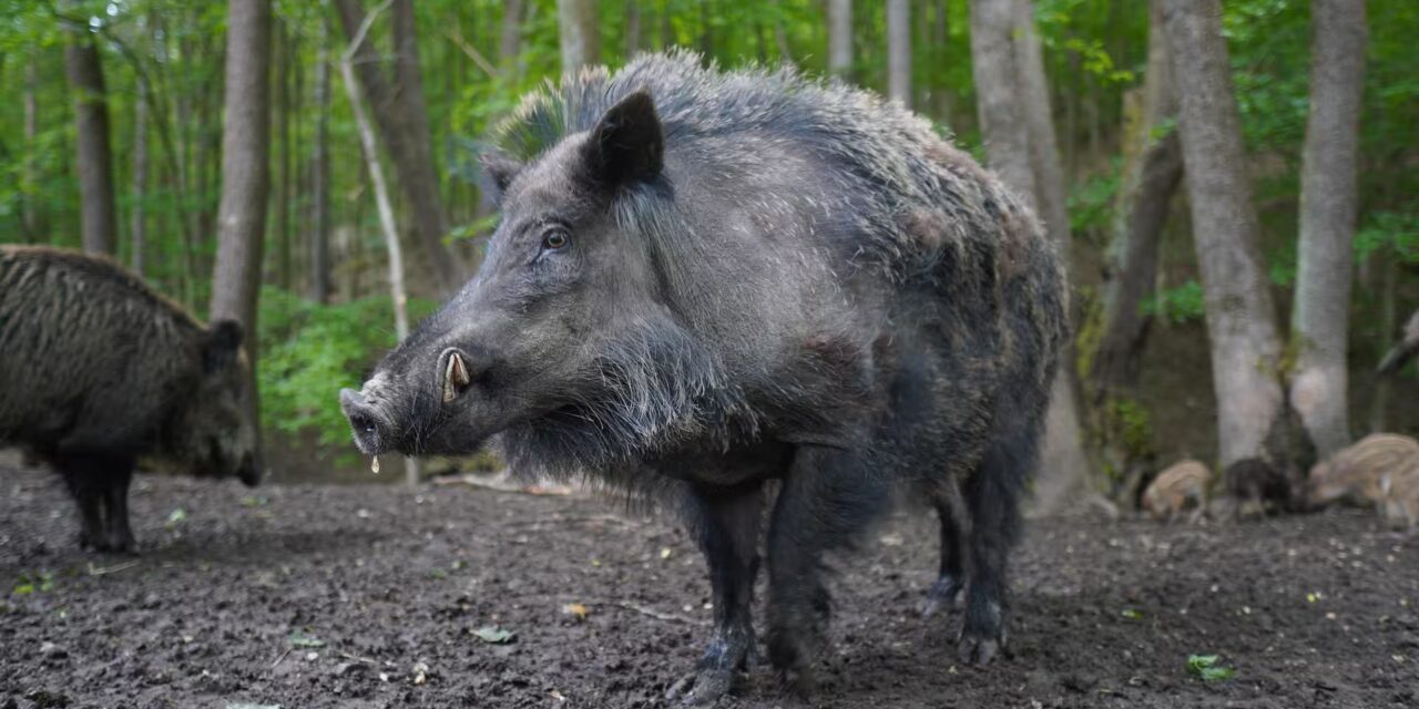 Kaziranga National Park