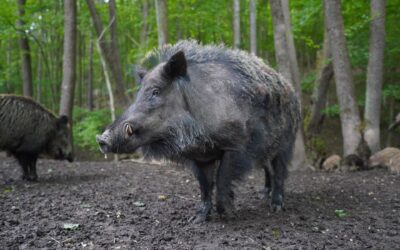 Kaziranga National Park