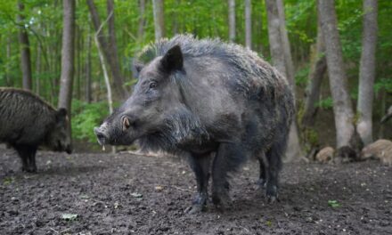 Kaziranga National Park