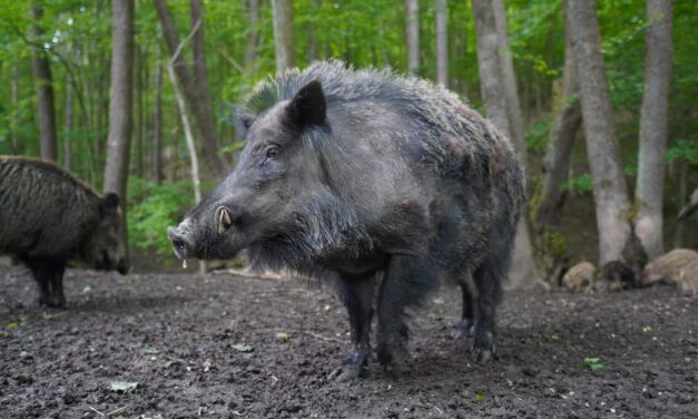 Kaziranga National Park