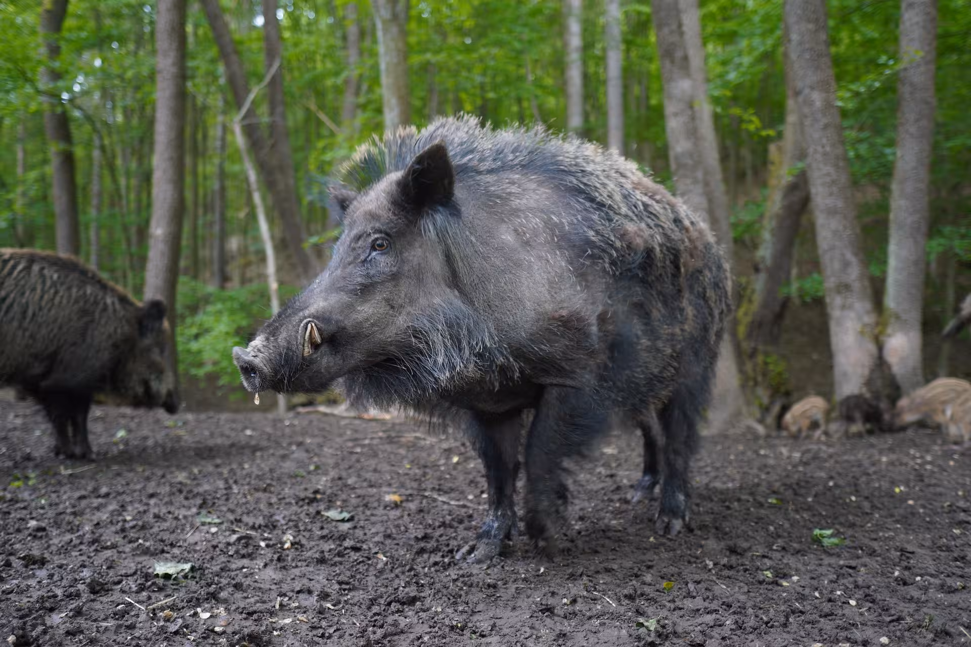 Kaziranga National Park Wild Boar