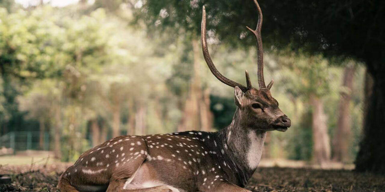 Tadoba National Park