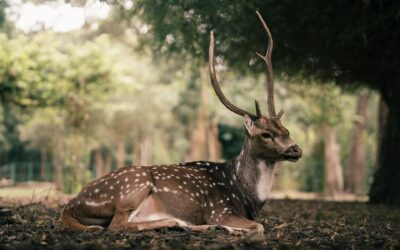 Tadoba National Park