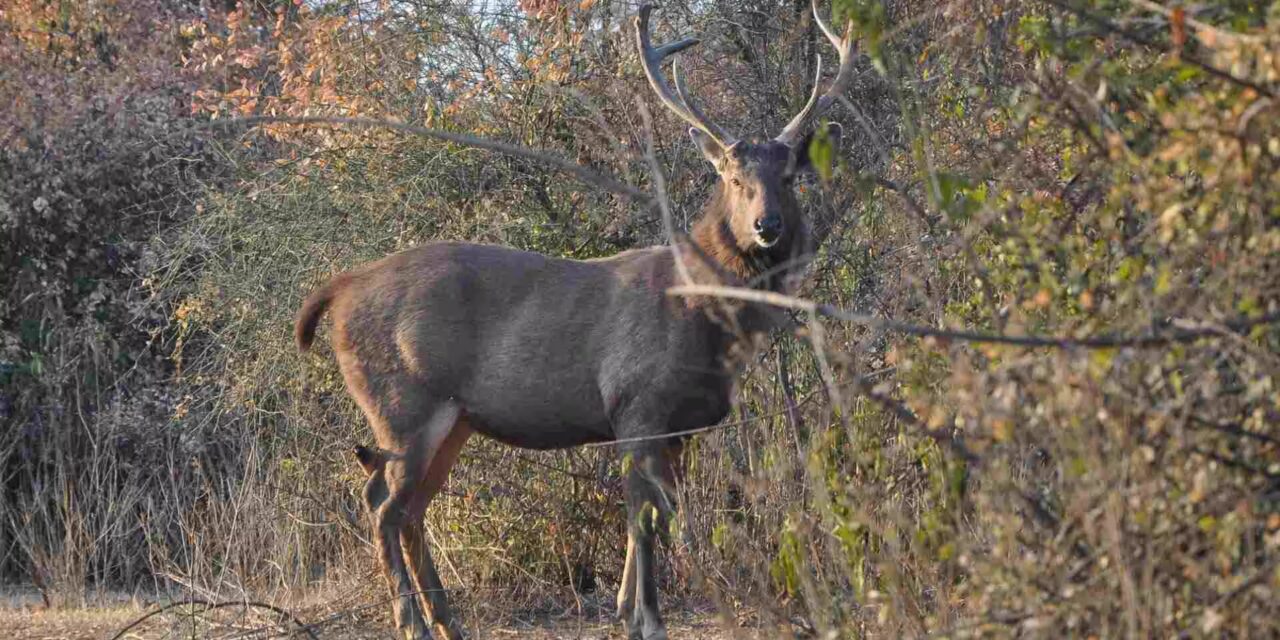 Pilibhit National Park