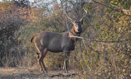 Pilibhit National Park