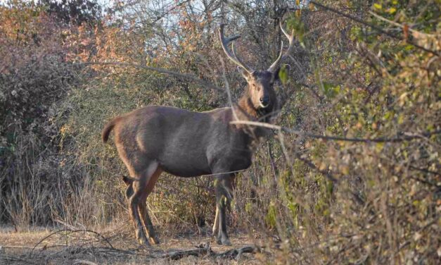Pilibhit National Park
