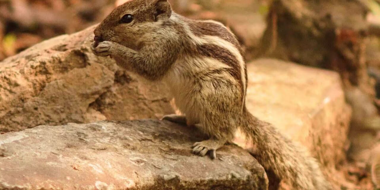 Satpura National Park