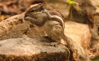 Satpura National Park