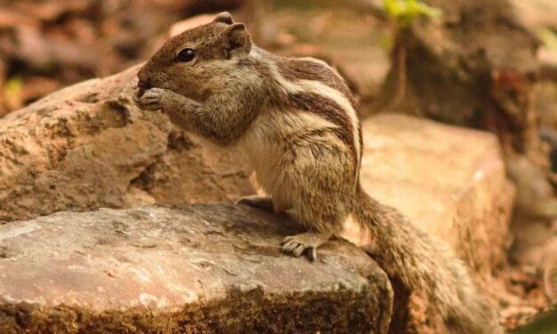 Satpura National Park