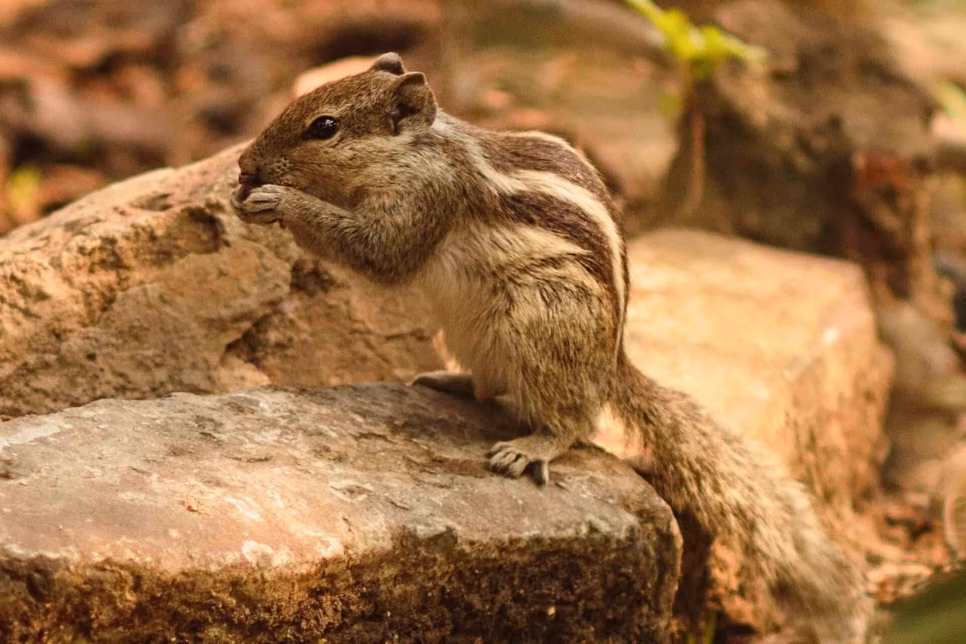 Satpura National Park Squirrel