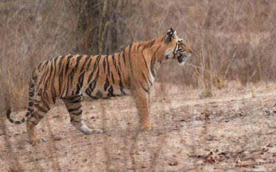 Bandhavgarh National Park