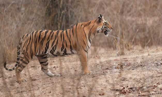 Bandhavgarh National Park