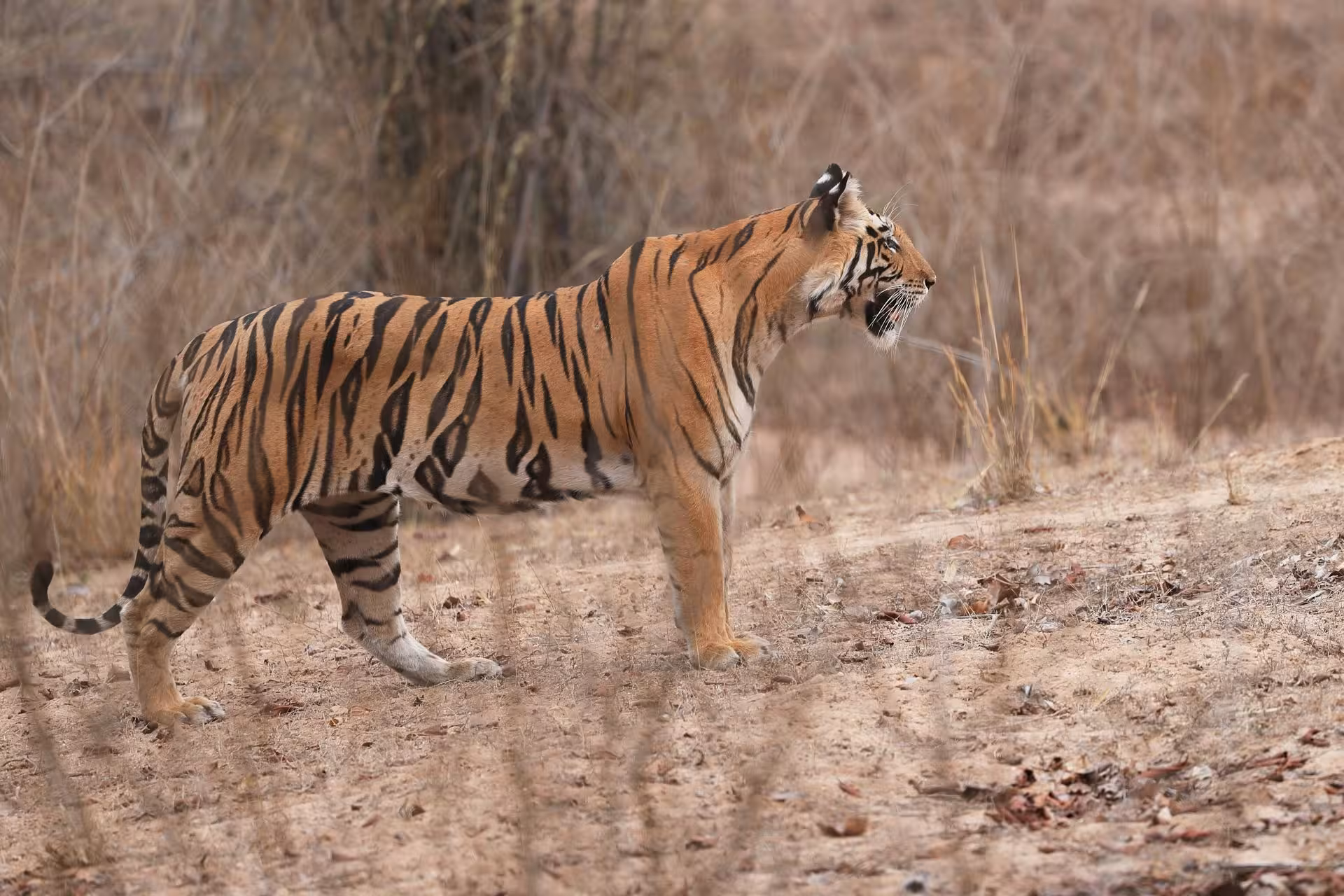 Bandhavgarh National Park Tiger