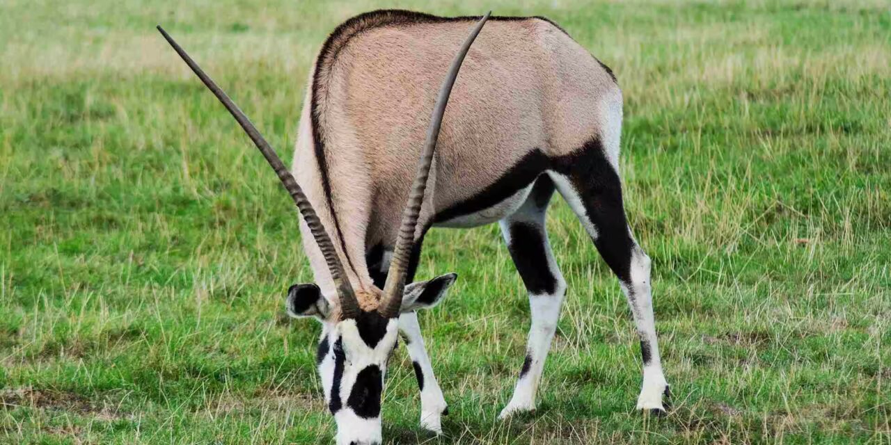 Samburu National Park