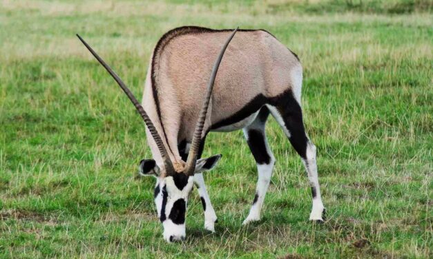 Samburu National Park