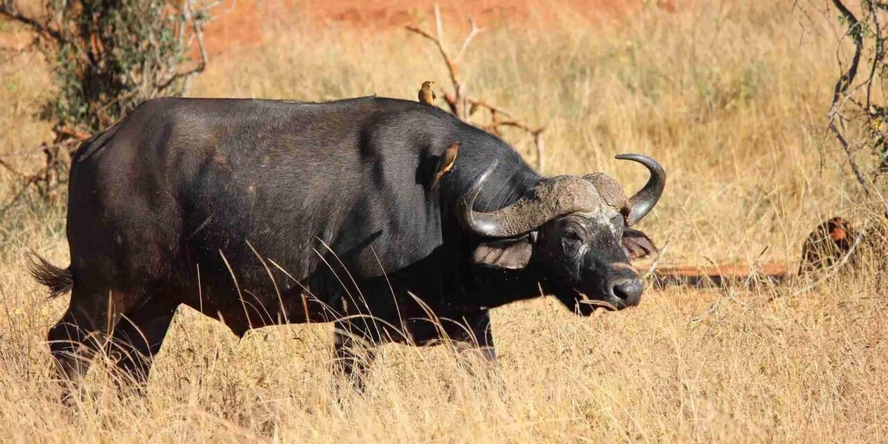 Lake Nakuru National Park