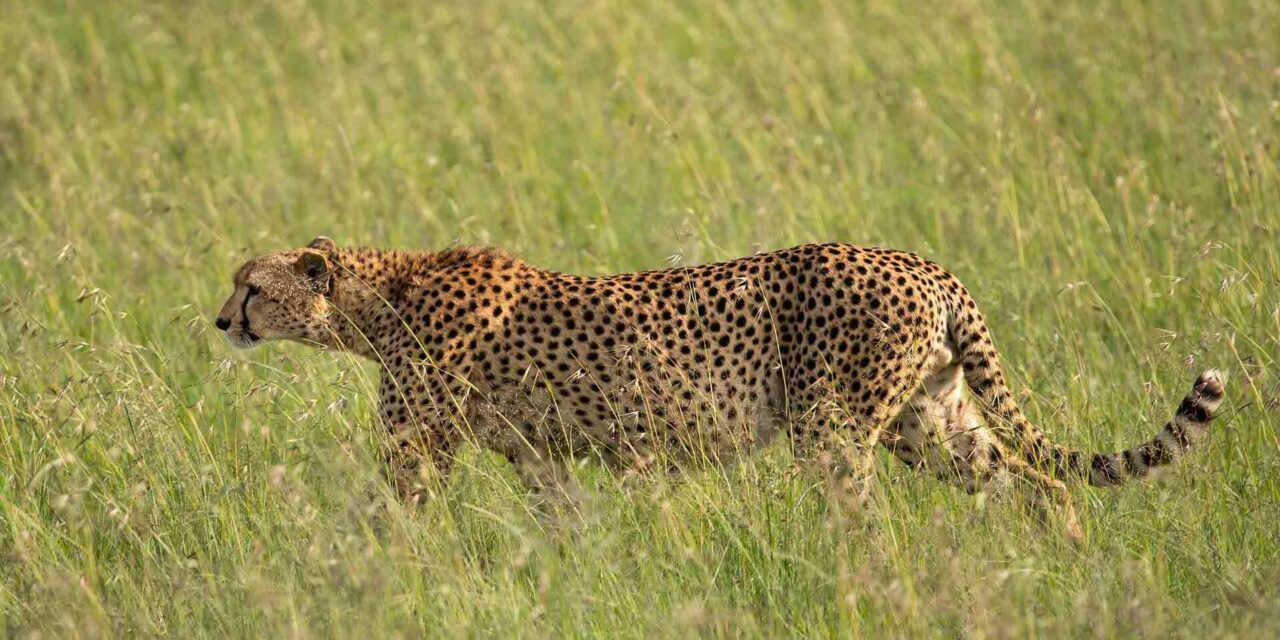 Masai Mara National Reserve