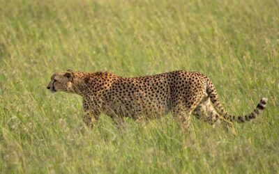 Masai Mara National Reserve