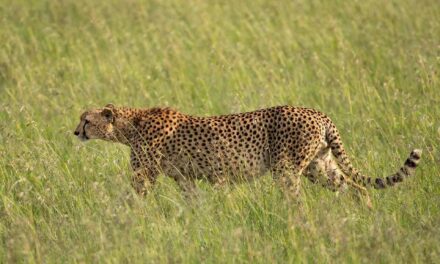 Masai Mara National Reserve